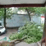 Момент падения дерева на припаркованные автомобили в Уфе попал на видео | ГТРК «Башкортостан» - ГТРК Башкортостан