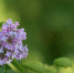 Closeup shot of a cute flower on a blurred background - News102.Ru