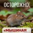 Остерегайтесь «мышиной лихорадки» - Министерство здравоохранения РБ
