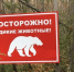 В Башкирии медведь вышел из леса в город к людям - Комсомольская правда