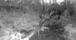 скриншот видео