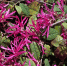 Loropetalum_chinense_Ming_Dinasty_ABL - News102.Ru