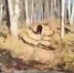 скриншот видео - Башинформ