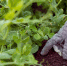 2148396774_dacha - News102.Ru