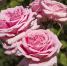 bunch-pretty-pink-roses-nature - News102.Ru