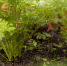 укроп - News102.Ru
