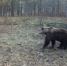 В Башкирии фотоловушка засняла медвежьи будни перед спячкой - Минэкологии РБ