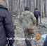 В Башкирии лесоруб вырубил хвои на полмиллиона рублей - Сетевое издание Республика Башкортостан
