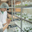 Культура in vitro - Уфимские Ведомости