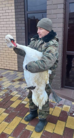В Башкирии лебедь-самец встретится со своей подругой в центре реабилитации