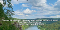 Подготовлен прогноз санитарного и лесопатологического состояния лесов Республики Башкортостан на первое полугодие 2026 года - Рослесозащита Республики Башкортостан