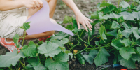 24636_dacha - News102.Ru
