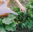 24636_dacha.jpg - News102.Ru
