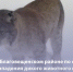 В Благовещенском районе по факту нападения дикого животного на несовершеннолетнюю в детском лагере возбуждено уголовное дело - Следственный комитет