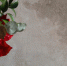 The Decembrist flower - News102.Ru