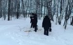 В Стерлибашевском районе выявлена незаконная добыча косули