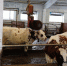 Почти все поголовье КРС в Башкирии включено в федеральную систему учета - Башинформ