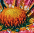 a-close-up-of-a-flower-with-water-droplets-on-it - News102.Ru