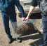 В Уфимском районе из частного двора эвакуировали бобра - Минэкологии РБ