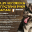 В Бирске состоится фестиваль «Ищу человека — протяни руку лапам!» - Башинформ