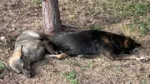 В Уфе на улице стая бездомных собак набросилась на мужчину
