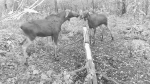 Конфликт двух лосих у солонца в Башкортостане попал в объектив фотоловушки | ГТРК «Башкортостан»